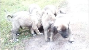 Щенки турецкого кангала
