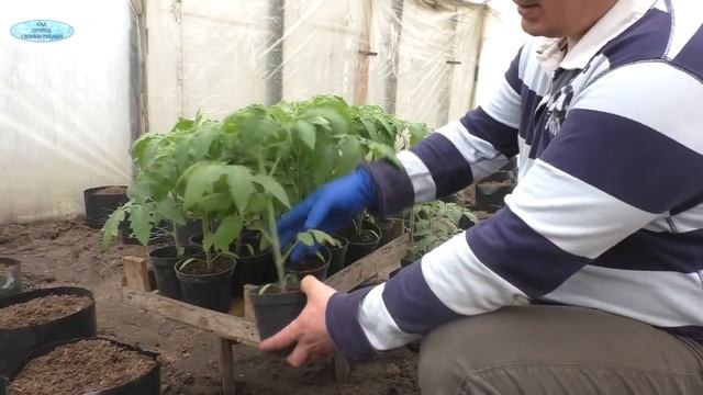 Высадка томатов в пакетах- отличный способ для раннего урожая!