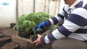 Высадка томатов в пакетах- отличный способ для раннего урожая!