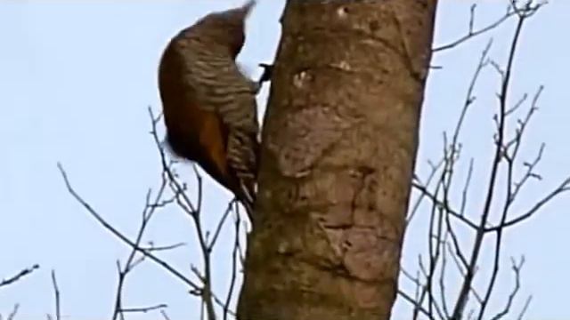 дятел робить те, що дятли, як правило, роблять смотреть онлайн