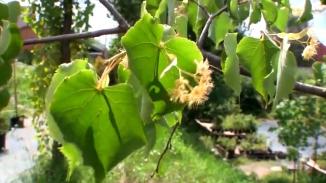 Медоносный дом. Живаякомната.рф