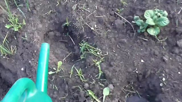 Кукуруза плохо взошла, посадка кукурузы смотреть онлайн