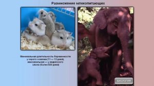 Размножение млекопитающих