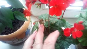 Пеларгония F2 МАГИЯ ЛЕТА в цвету