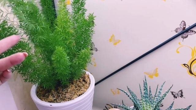 Обзор нового стеллажа с растениями ☺️