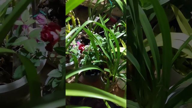 О чём говорят листья орхидеи цимбидиум смотреть онлайн