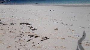 Краб бежит в океан по пляжу Анс Сен Жоз на острове Курьёз около острова Праслен. Сейшельские остров
