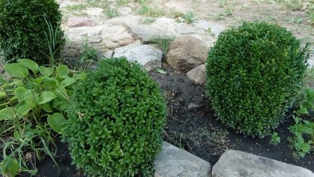 САМШИТ . Пересадка самшита. Самшит в форме шара. смотреть онлайн