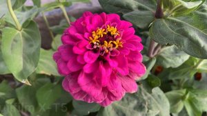 Nikon Zf vs Fujifilm XT-5 Camera Test