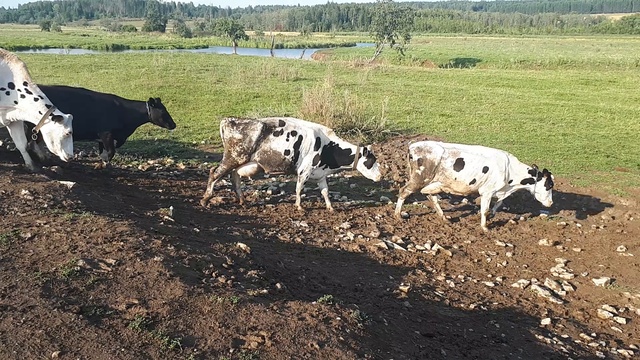 Пастбищные племенные  коровы с продуктивностью в 10 000 за лактацию Российского происхождения идут н