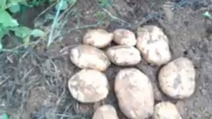 Копаю картофель СЫНОК. Диву даюсь! Вот это УРОЖАЙ!