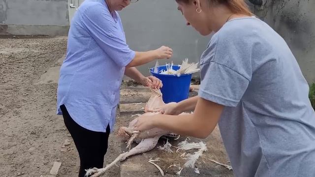 Переехали на ЮГ \ Потери в хозяйстве смотреть онлайн
