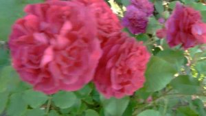 Розы горячий шоколад,синко де майо,вагулетта,монин сан,мистери гел.....