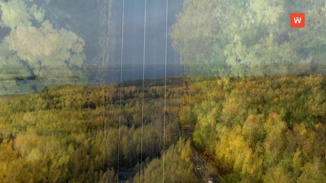 Видеозарисовка «Осенний лес»