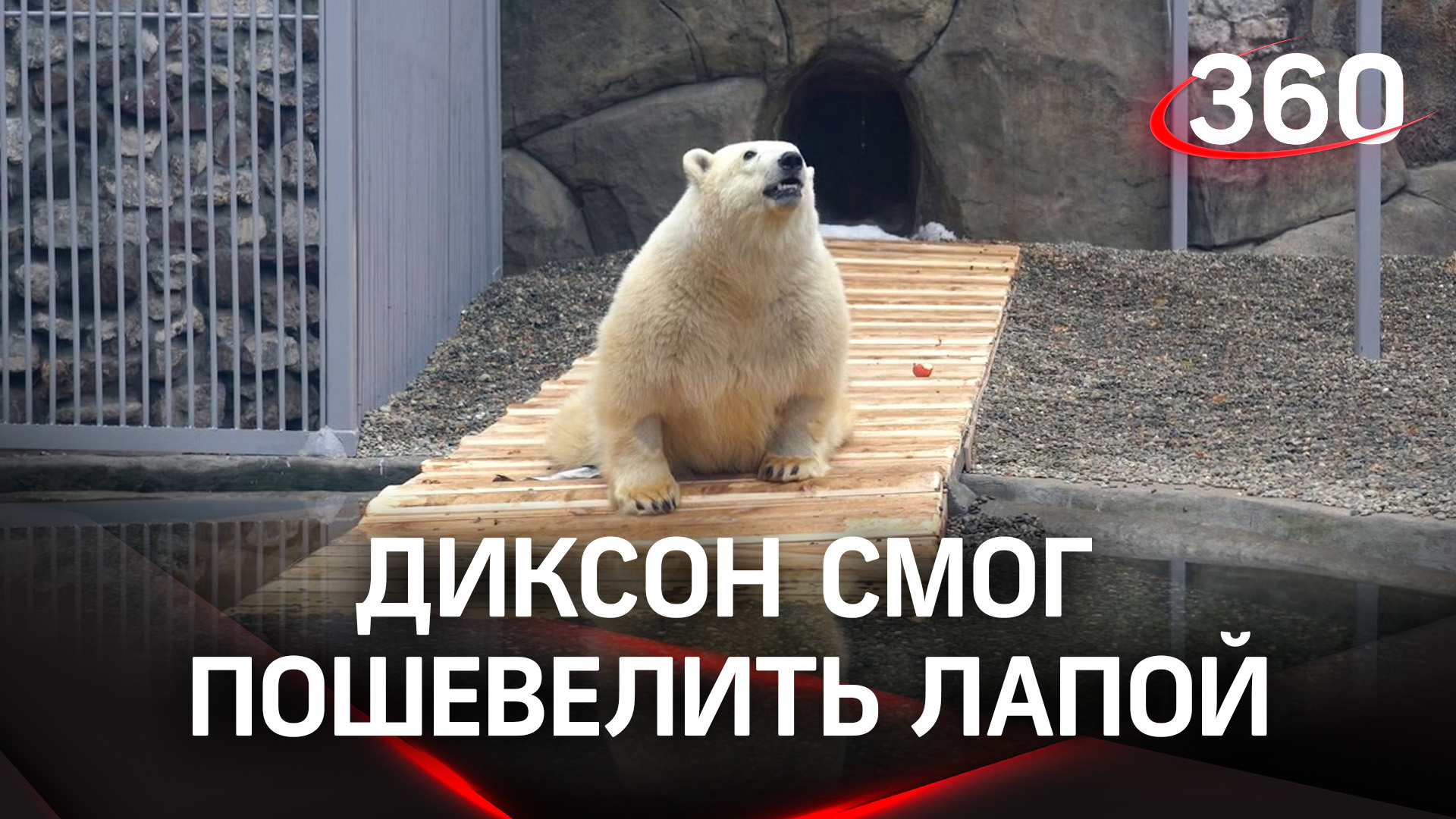 Парализованный после огнестрельного ранения медведь Диксон смог пошевелить лапой