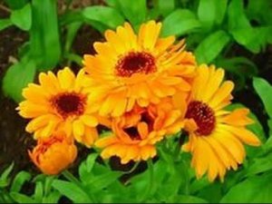 Zелёная АПТЕКА (лекарственные растения). Все о календуле - полезные свойства растения.