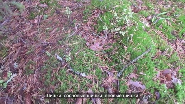 Learn Russian: Picking Berries in September смотреть онлайн