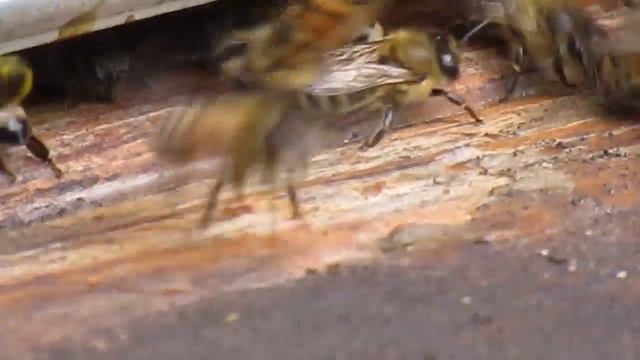 Приблудный рой готовится к зиме Сентябрь смотреть онлайн