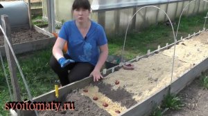 Основные правила посадки и ухода за гладиолусами