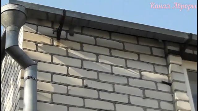 Птенец выпал из гнезда смотреть онлайн