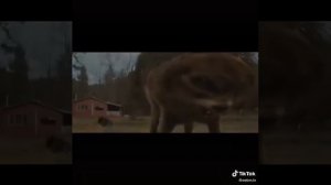 Цитаты волка из тиктока.Душа волка