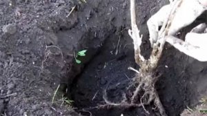 Черная Смородина Посадка и Уход