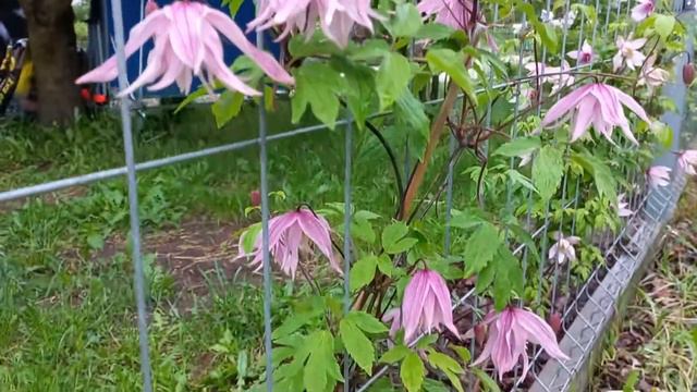 powojniki Purple Dream i Pink Dream clematis