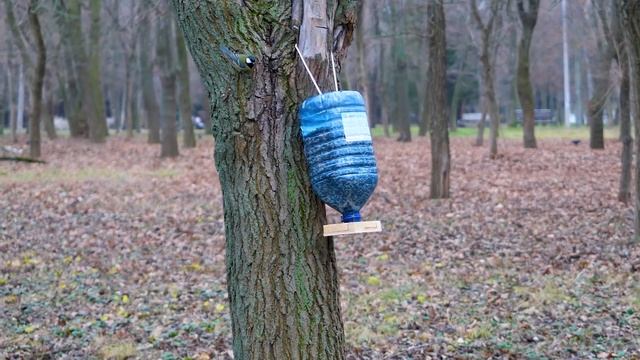 СПАСАЕМ СИНИЧЕК от ГОЛОДА: СДЕЛАЛИ 100 КОРМУШЕК ДЛЯ ПТИЦ + КОНКУРС смотреть онлайн