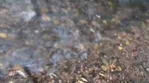 Звуки природы. 10 часов расслабляющих звуков
