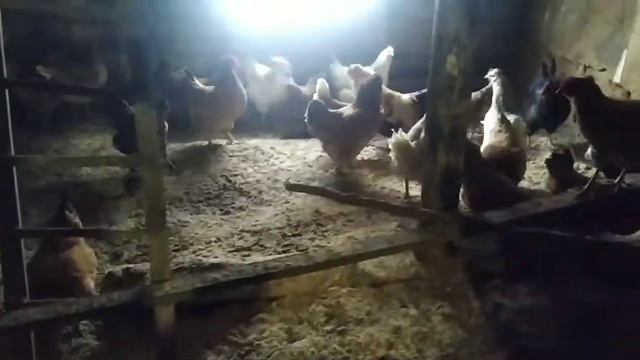 КАК СОГРЕТЬ КУРЕЙ В ХОЛОДНОЕ ВРЕМЯ ? ОБЪЯВЛЯЮ ПОБЕДИТЕЛЕЙ//. смотреть онлайн