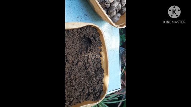 #4 How to make Mini Christmas Palm Tree Garden #minigarden#christmaspalm#pot смотреть онлайн