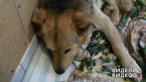 Спасенный Пират. Видели видео? Фрагмент выпуска от 29.09.2019