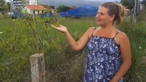 Фенхель растение. Как выглядит фенхель.