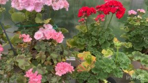 Пеларгонии после жары в прохладе и повышенной влажности.