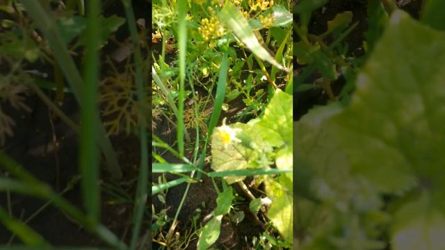 У этого огурца плод маленький - настоящий корнишон Десятого Августа смотреть онлайн