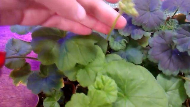 Пеларгония черенки. смотреть онлайн