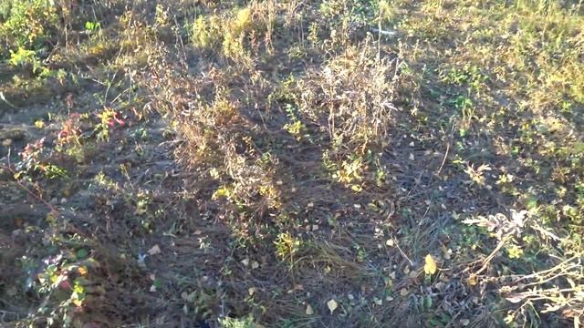 Настоящая походная собака. Ночуем в поле, поссорились с Аюшей, но это у нас семейное... смотреть онлайн