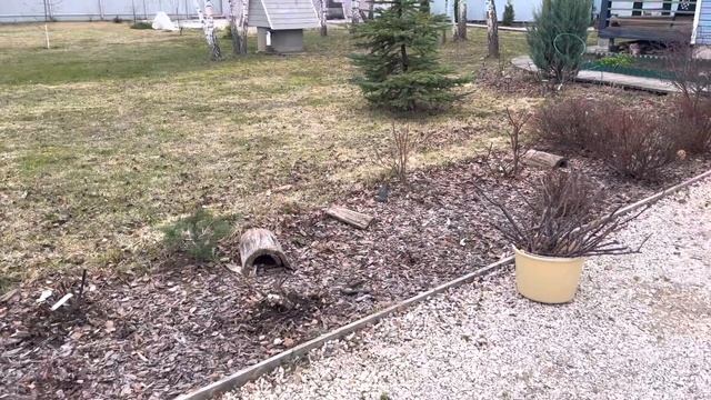 Весенние работы на дачном участке./ Дачный влог .