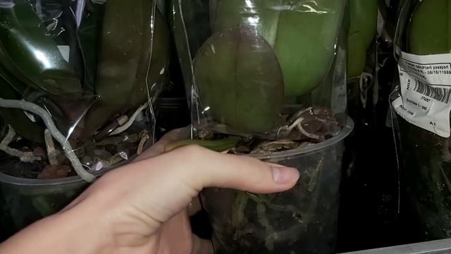 В OBI одни БИГ ЛИПЫ и Шикарные сортовые орхидеи, НО СТОЯТ ОНИ ВСЕ В ХОЛОДЕ, а Некоторые на МОРОЗЕ смотреть онлайн