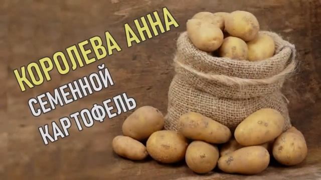 Картофель Королева Анна. Раннеспелый Сорт