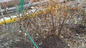 Теплые грядки. Розы. Гортензия.