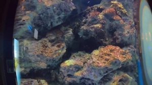 Самые Большие Аквариумы в Мире