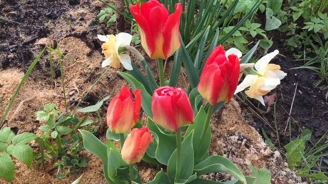 Цветение тюльпана Фостера "Candela Festival" (Fosteriana tulips "Candela Festival") смотреть онлайн