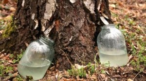 Березовый Сок в СССР Бодяжели