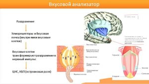 Обонятельная, вкусовая, тактильная сенсорные системы