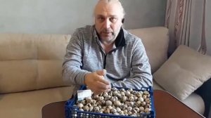 Польза перепелиных яиц