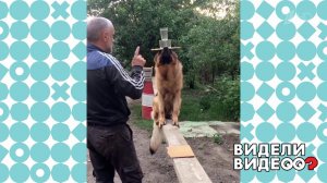 Овчарка выполняет сложнейшие трюки. Видели видео? Фрагмент выпуска от 06.09.2020
