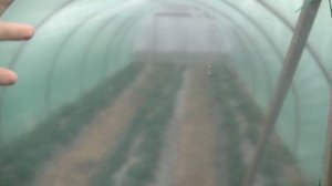Состояние клубники после заморозка. Возобновление цветения.
