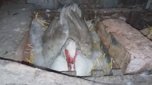 КАКОЙ ОПЛОД И СКОЛЬКО ЯИЦ У МОИХ ИНДОУТОК ??