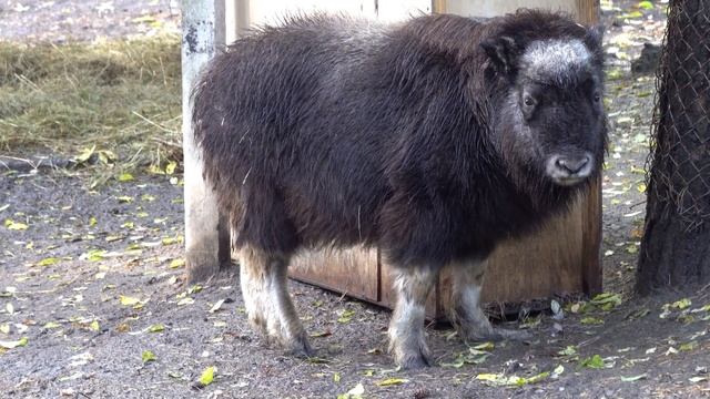 Теленок овцебыков новый житель зоопарка. 30.09.2022 смотреть онлайн